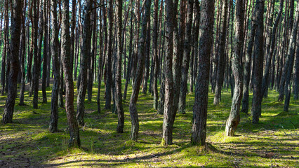 Fabulous dancing forest on green moss illuminated by rays of sunlight on the Curonian Spit, Kaliningrad region, Russia. Trunks of pine trees covered with moss in the forest or woods near of Baltic Sea