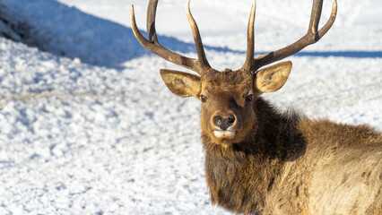 Fototapeta premium The head of a male maral or wapiti or deer with antlers or horns close-up. Copy space or place for text