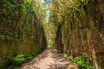 Obraz premium Unusual tree branches form arche over narrow passage between rocks in the Anaga Rural Park. Camino viejo al Pico del Inglés. Tenerife Island.