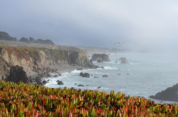 Coast flowers and waves on Coast Hwy Route no 1