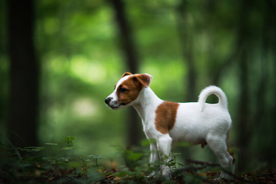 jack russel terrier