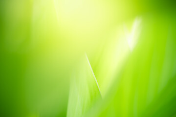 Abstract nature green blurred background nature leaf on greenery background in garden with copy space using as background wallpaper page concept.i