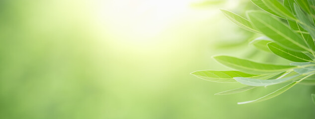 Closeup of beautiful nature view green leaf on blurred greenery background in garden with copy space using as background cover page concept.