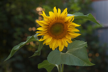 Fototapeta premium sunflower in the garden