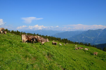 Swiss cows in the mountains during summer