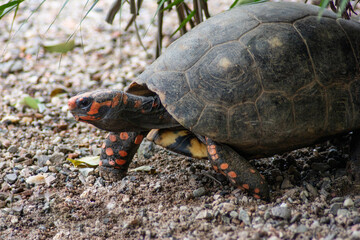 tortoise strolling on the floor