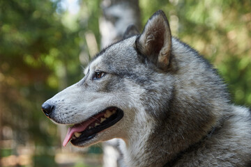 pets, purebred dogs, homeless animals, dog food, beautiful dog breeds, small dogs, collar, dog on a chain