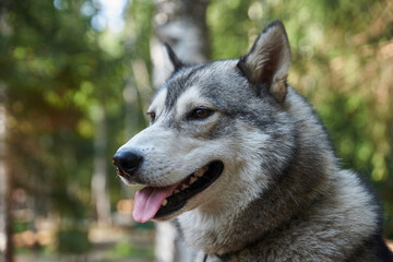 pets, purebred dogs, homeless animals, dog food, beautiful dog breeds, small dogs, collar, dog on a chain