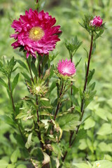 aster - 526812650