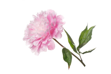 Fototapeta na wymiar Pink peony flower isolated on white background.