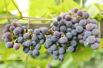 winogrona ciemne w gronie na gałązce - 526812817