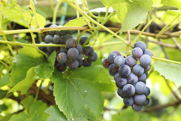 winogrona ciemne na gałęzi - 526812820