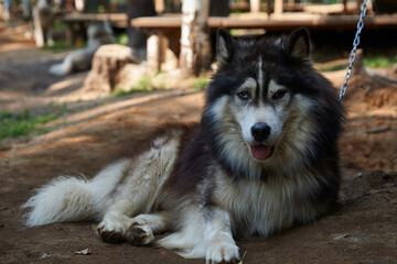 pets, purebred dogs, homeless animals, dog food, beautiful dog breeds, small dogs, collar, dog on a chain