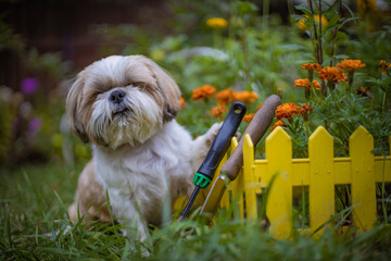 shih tzu dog sits with a shovel in flowers in the garden