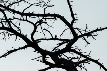 Fototapeta ptak w czarnych gałęziach drzewa ramka okrągła obraz