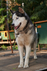 pets, purebred dogs, homeless animals, dog food, beautiful dog breeds, small dogs, collar, dog on a chain