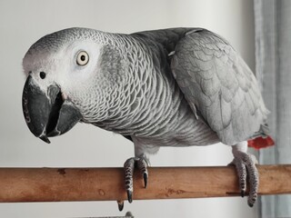 Fototapeta premium African grey parrot