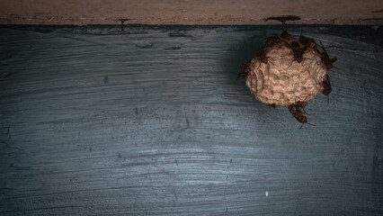 A hornet's nest. You can see empty and filled cells and wasp insects. The nest is hangs in the...