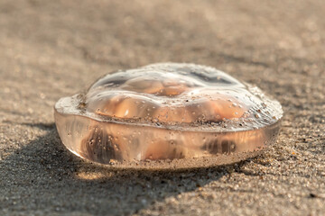 meduza na plaży na piasku w promieniach słońca - obrazy, fototapety, plakaty