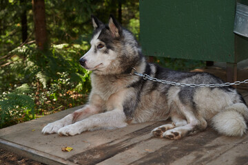 pets, purebred dogs, homeless animals, dog food, beautiful dog breeds, small dogs, collar, dog on a chain