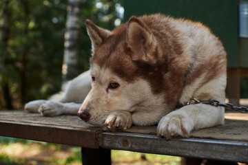 pets, purebred dogs, homeless animals, dog food, beautiful dog breeds, small dogs, collar, dog on a chain