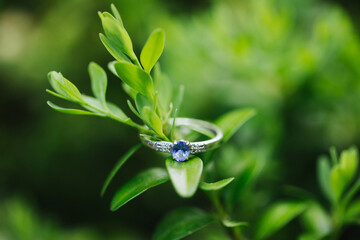 Sapphire engagement ring. White gold jewelry. Green boxwood plant. Love symbol in nature. Outdoor...