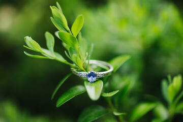 Sapphire engagement ring. White gold jewelry. Green boxwood plant. Love symbol in nature. Outdoor marriage ceremony background. Luxurious blue color gem.