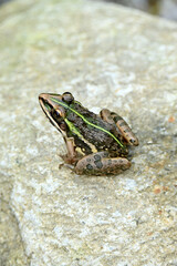 closeup the brown green frog sitting on the grey brown stone and enjoy the nature soft focus natural grey brown background.