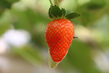 Strawberries grow on a kibbutz in Israel.