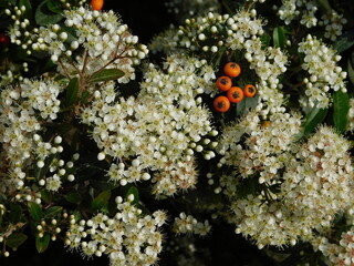 Firethorn or pyracantha shrub with white flowers and orange berries in Glyfada, Attica, Greece
