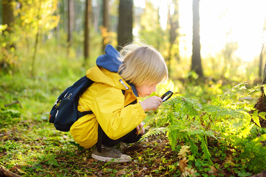 Preschooler boy is exploring nature with magnifying glass. Little child is looking on leaf of fern with magnifier. Summer vacation for inquisitive kids in forest. Hiking. Boy-scout