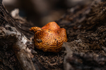 mushroom on a tree