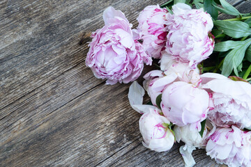 Fresh peonies flowers