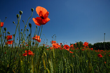 field of red poppies sunny summer day