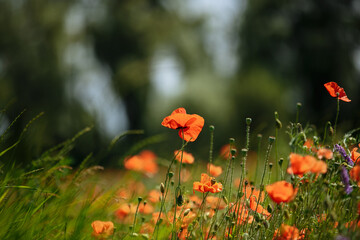 field of red poppies sunny summer day