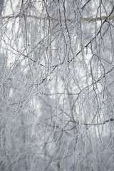 Frost on the branches of a birch tree in winter in the park, blurred background
