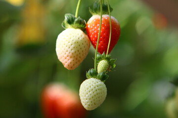 Strawberries grow on a kibbutz in Israel.