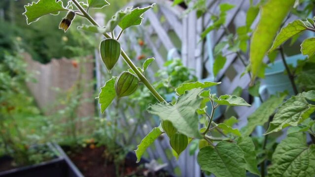 Unripe, green physalis