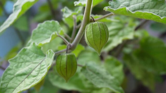 Unripe, green physalis