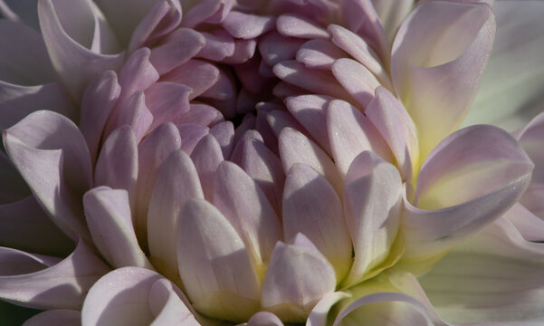 abstract fine art close up of purple dahlia flower and petals