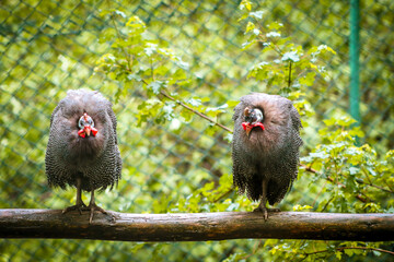 Guineafowl are birds of the family Numididae 