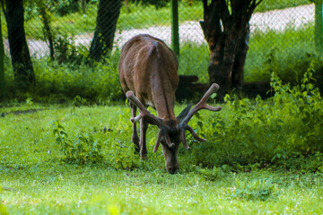 Deer is any of 43 species of hoofed ruminants 