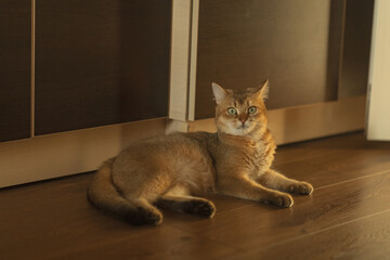 Cute red cat with green eyes lies on the floor at home