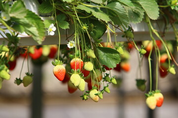 Strawberries grow on a kibbutz in Israel.