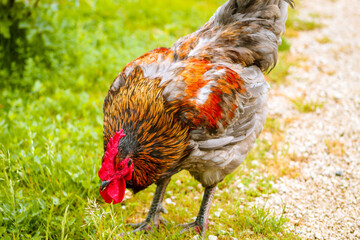The chicken is a domesticated junglefowl species