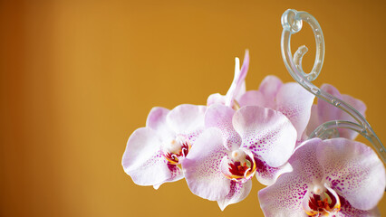 Fototapeta na wymiar Phalaenopsis orchid blossom with a plastic orchid support stick