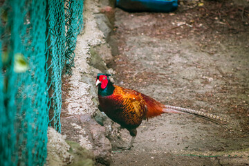 The common pheasant is a bird in the pheasant family
