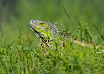 Iguana with bright green skin and yellow eye is prominent as it is surrounded by green grass with a blurred green background.