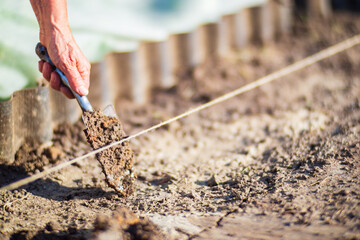 Human hands prepare the soil for planting crops in the garden. Cultivated land close up. Gardening concept. Agriculture plants growing in bed row