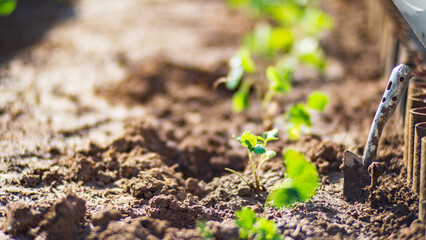 Farmer's garden tool - garden scoop. Gardening concept. Agricultural work on the plantation